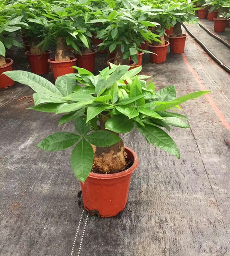 发财树盆栽四季常青绿植大号植物苗好养易活室内客厅花卉基地直销
