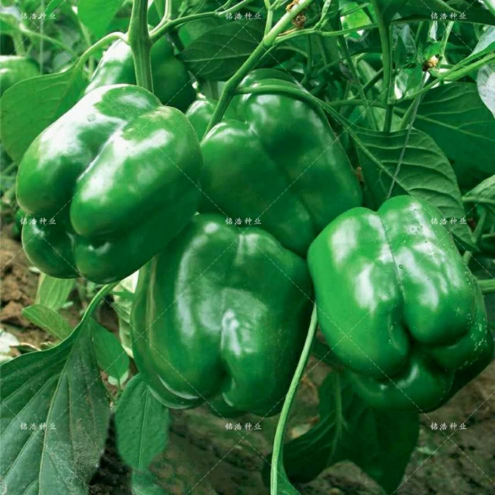 绿甜椒种子阳台春秋四季播方辣椒春季秋季彩椒大田大棚基地蔬菜籽108