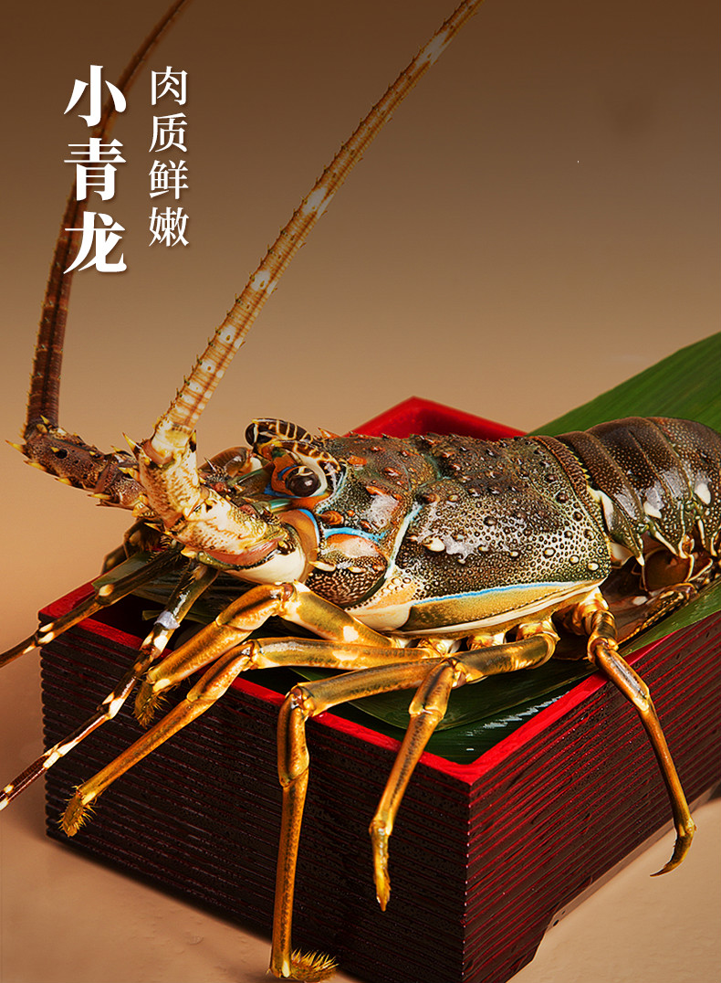 鲜活青龙新鲜大虾海鲜水产小青龙45两只2只装