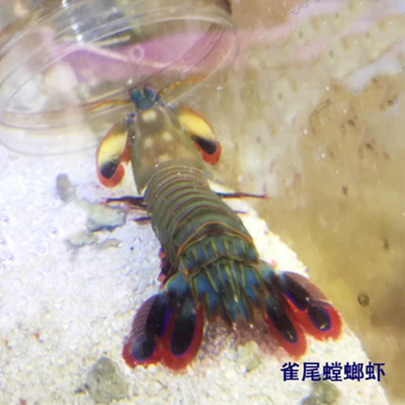 螯虾龙纹宠物淡水蓝色小龙虾苗家养水族馆宠物虾包活岚黛蓝鳌虾68一只