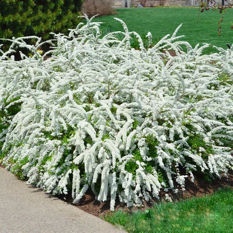 雪柳植物喷雪花苗盆栽花卉绿植珍珠梅绣线菊庭院大苗雪柳室外耐寒丛生