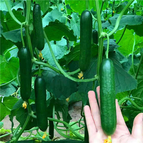 越南蔬果蔬菜种子乳头瓜吊奶瓜乳房瓜种子水果黄瓜100粒