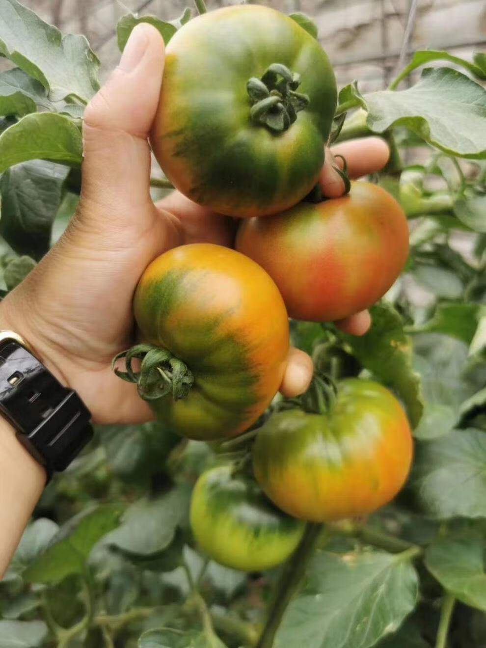 丹东铁皮西红柿新鲜水果东北皮球柿生吃番茄3斤小果草莓柿子保温箱