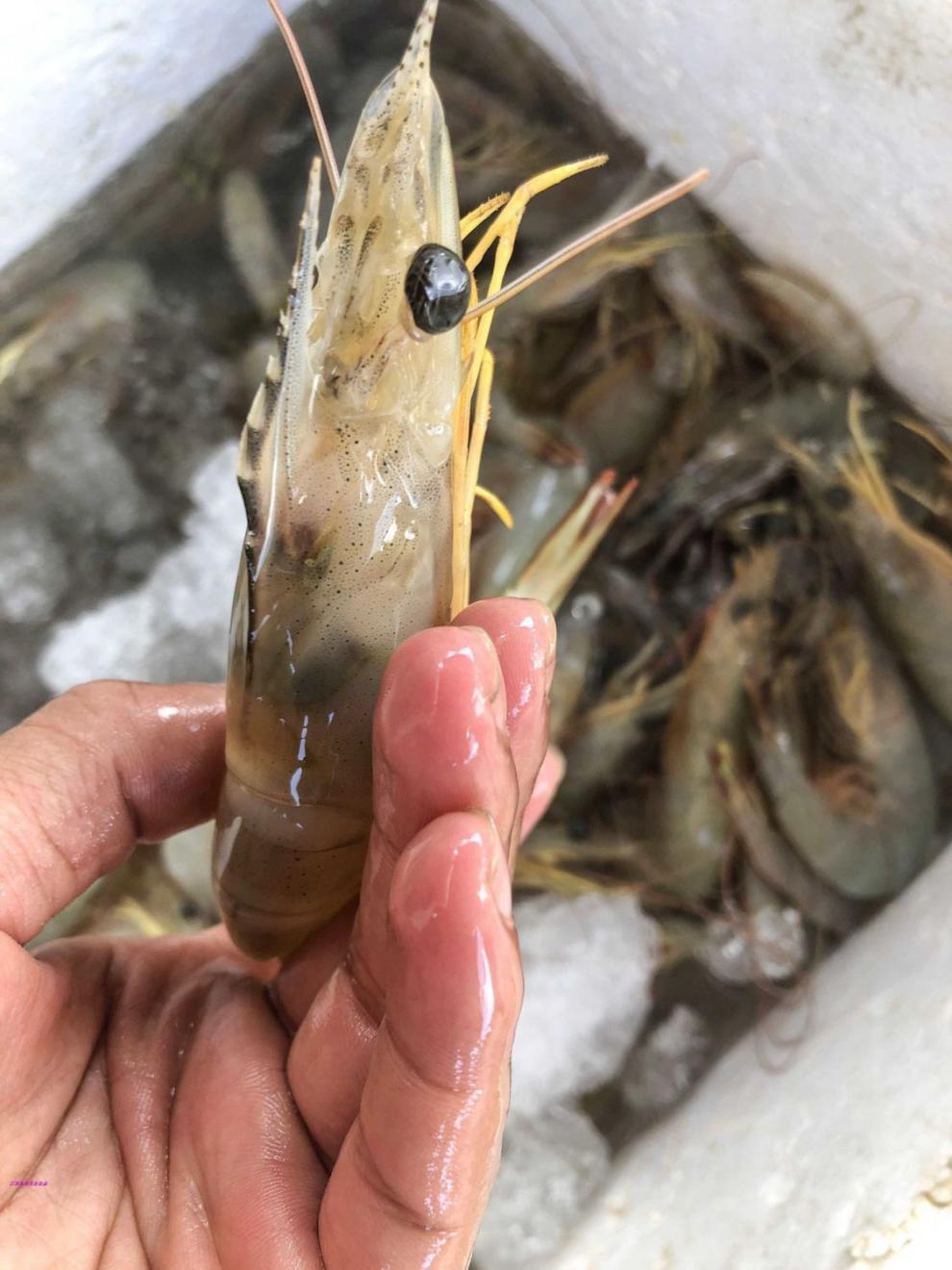 鲜美惊 湛江天然大明虾鲜活速冻新鲜对虾基围虾大海虾海鲜特产水产