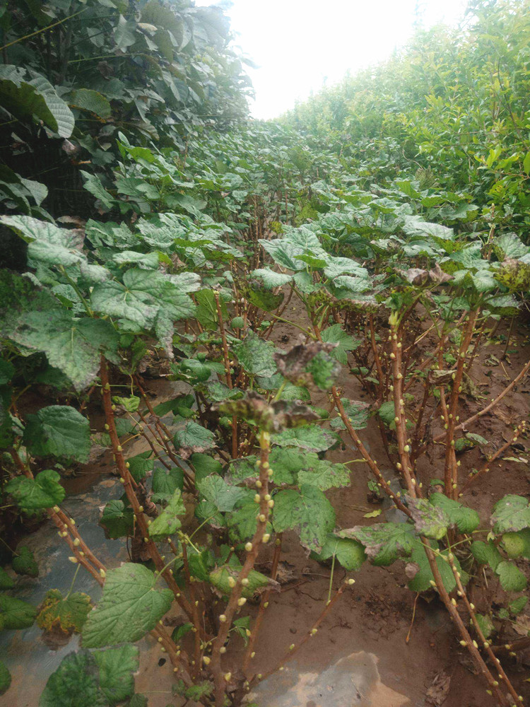 文静花坊不爬藤黑加仑树状小葡萄树苗耐寒耐旱南北方种植地栽盆栽2年