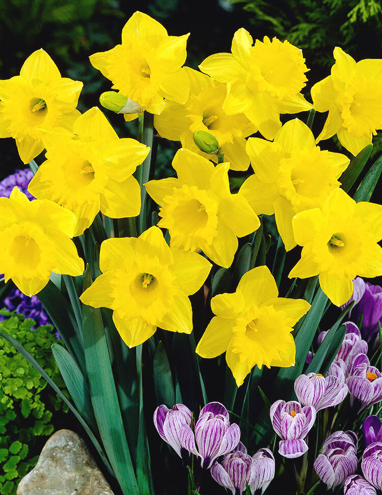 【i年货节i】荷兰水仙 盆 液 粉养水仙花种球水培花卉室内盆栽水样