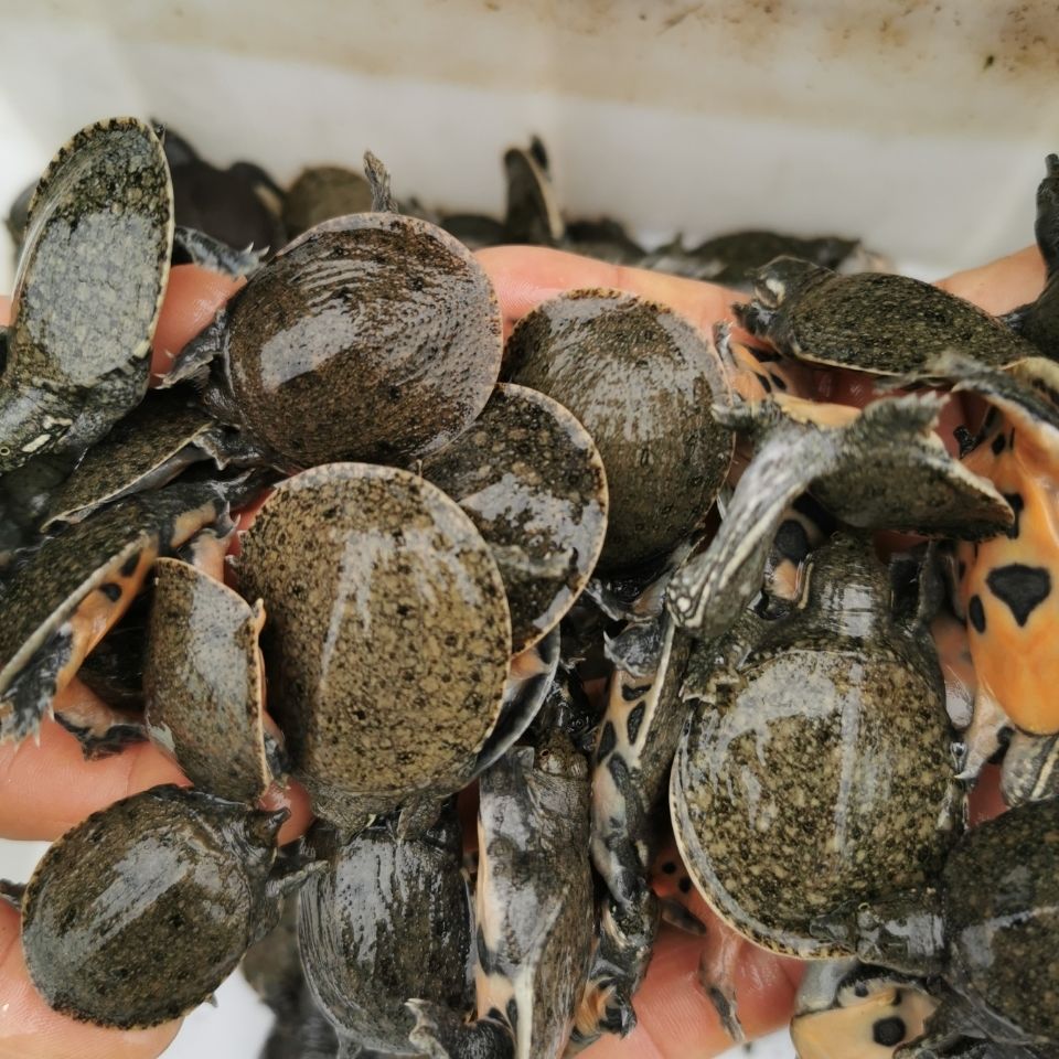 10只外塘养殖中华鳖鲜活小甲鱼团鱼甲鱼苗龙鱼饲料王八苗放生 30g 10