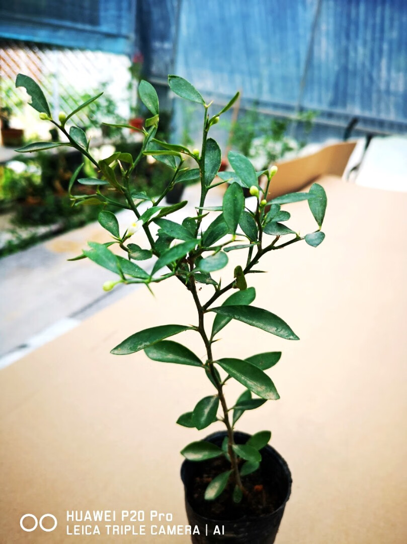 园艺金豆苗金豆盆景苗杯苗金豆小苗金豆杯苗三级苗2棵带盆栽好