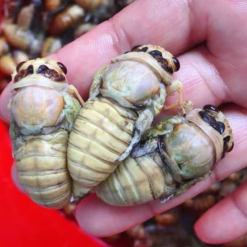 2021新鲜白蝉脱皮金蝉知了猴节流龟白知了爬叉猴今年新蝉顺丰 1瓶100