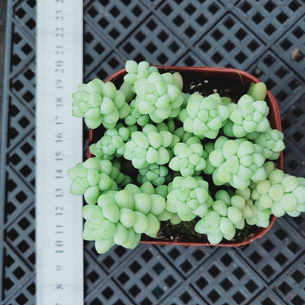 玉坠玉缀老桩群生彩虹玉坠多肉植物带盆发货 玉坠三盆优惠价 带盆栽好