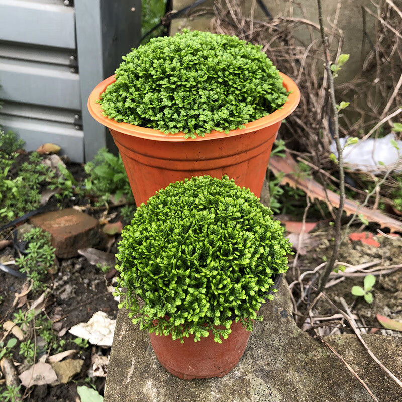 绿地球盆栽办公室桌面小盆栽珊瑚蕨四季常青植物绿地球小盆不含盆