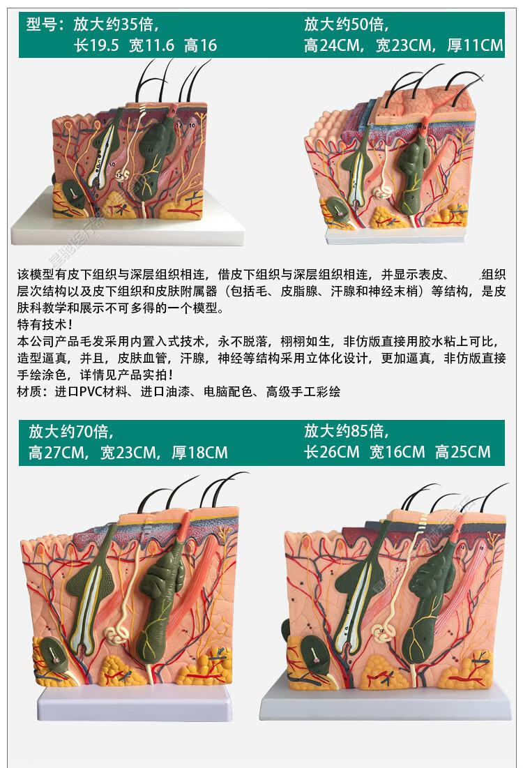 立体皮肤组织结构层次放大解剖模型医教学头皮毛发生理结构图模块85倍