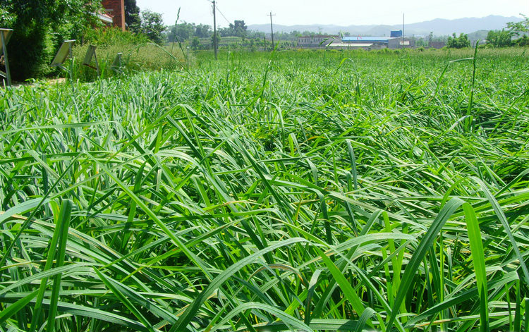 楷模鸭茅种子多年生耐阴果园草四季青畜禽牧草籽猪牛羊驴鸡鹅兔鱼