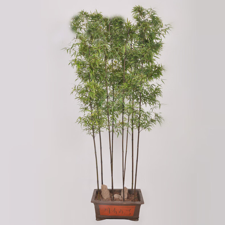 观赏竹子苗风水竹青竹佛肚竹紫竹盆栽大型植物四季室内外客厅庭院紫竹