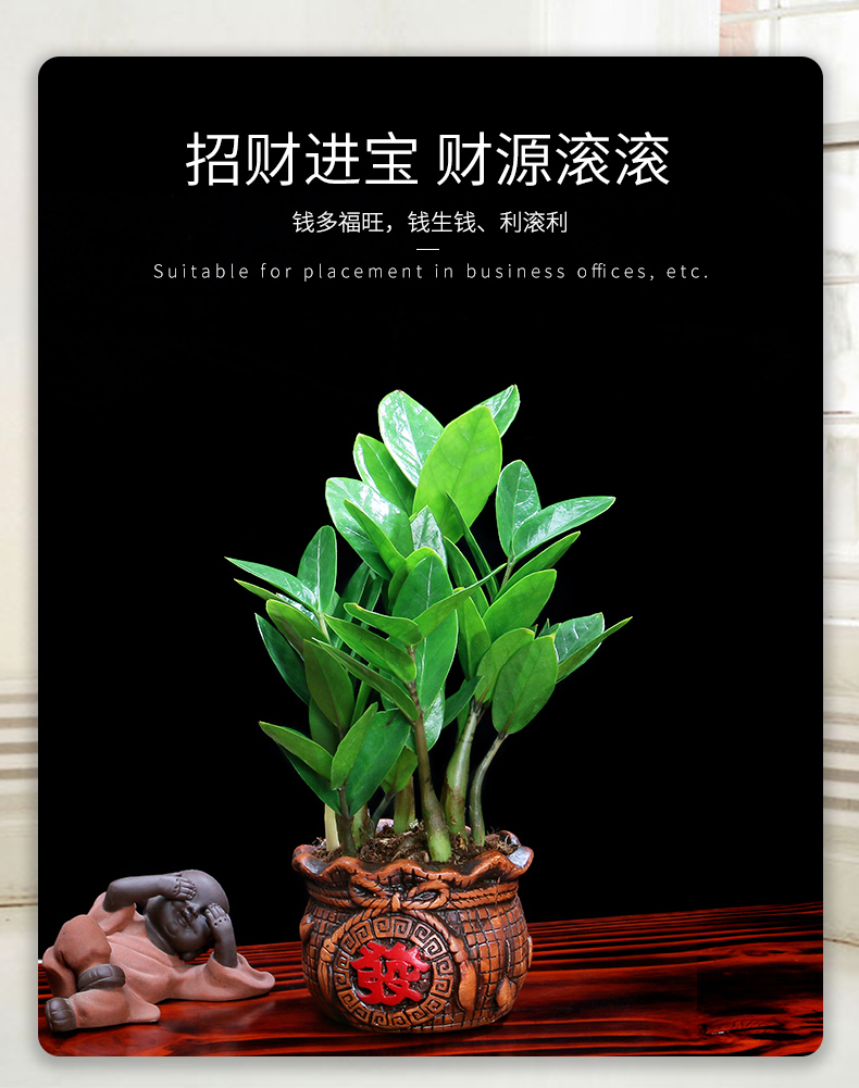 金钱树盆栽植物室内好养花卉客厅四季办公室大绿植盆景钱袋盆金钱树含