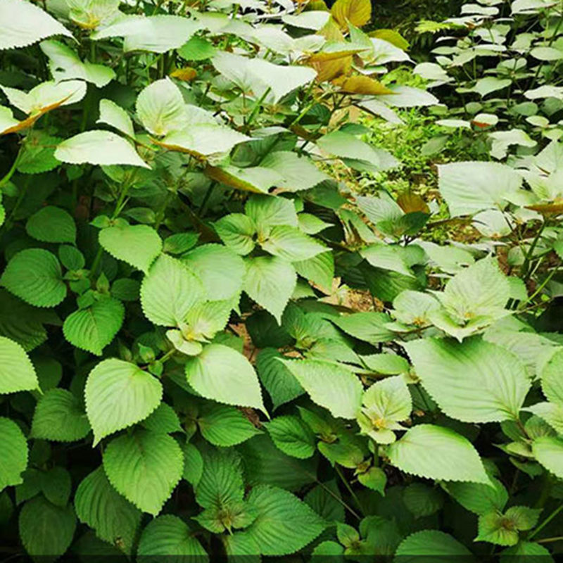 媚调苏子叶新鲜蔬菜紫苏叶当季叶菜绿色农家现摘韩国烤肉包肉饭蘸酱菜