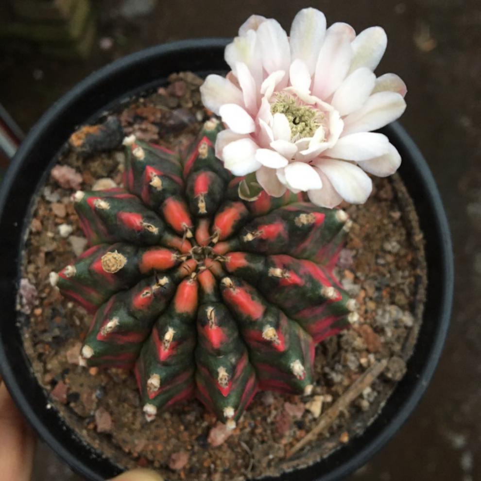 稀有五彩光辉绯牡丹锦仙人球实生阳台桌面 牡丹玉4-5厘米 裸根不带土