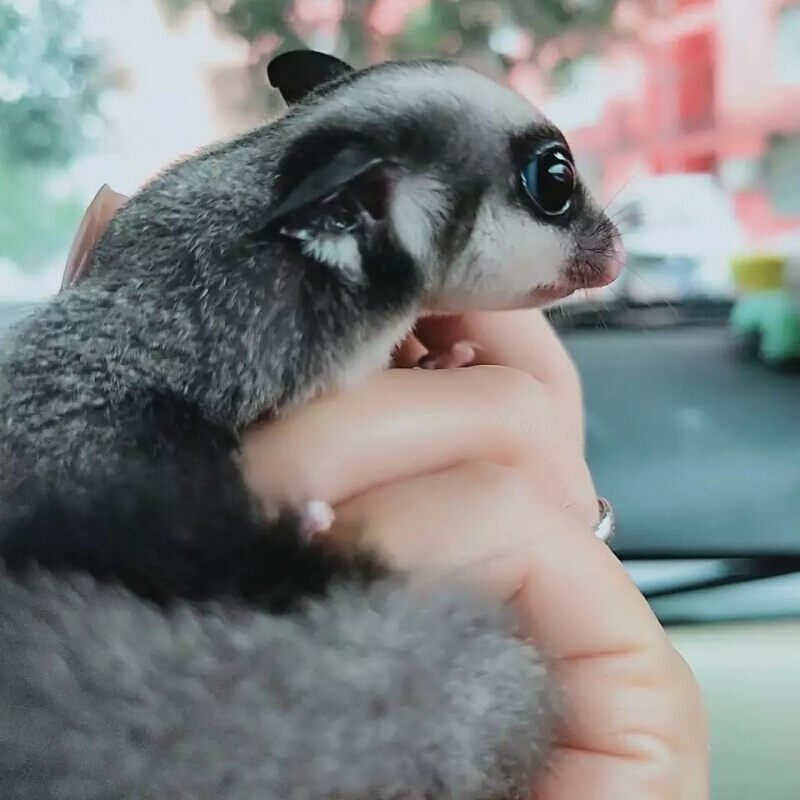 店铺推荐澳洲蜜袋鼬活体幼崽公蜜袋鼬口袋宠物密袋鼯加饲养套餐4至6个