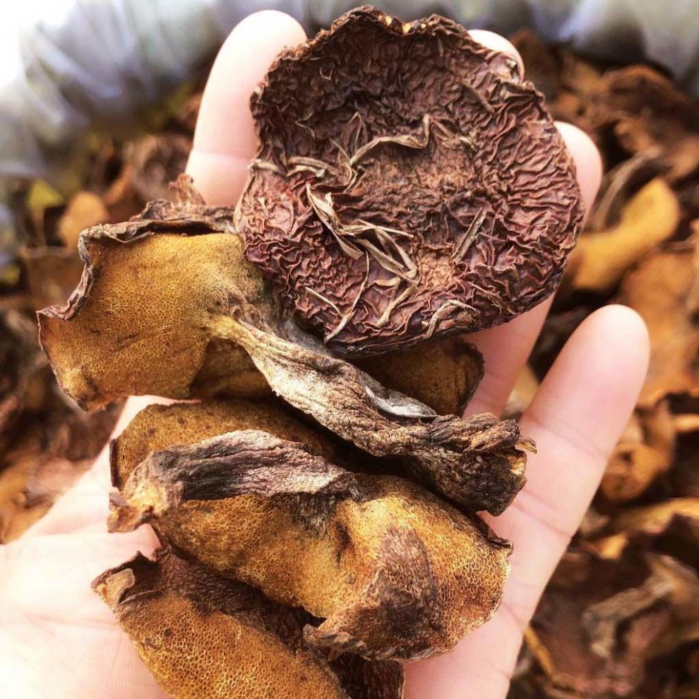 松蘑东北特产松蘑粘团子松树伞松菇山蛾子炖和菜黑蘑菇 松蘑小钉一斤