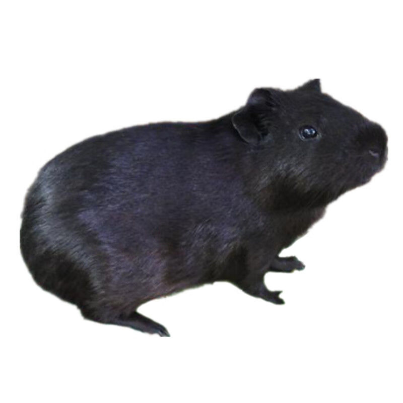 店铺推荐中华黑豚自家繁殖纯黑荷兰猪荷兰鼠活体宠物天竺鼠黑豚包活
