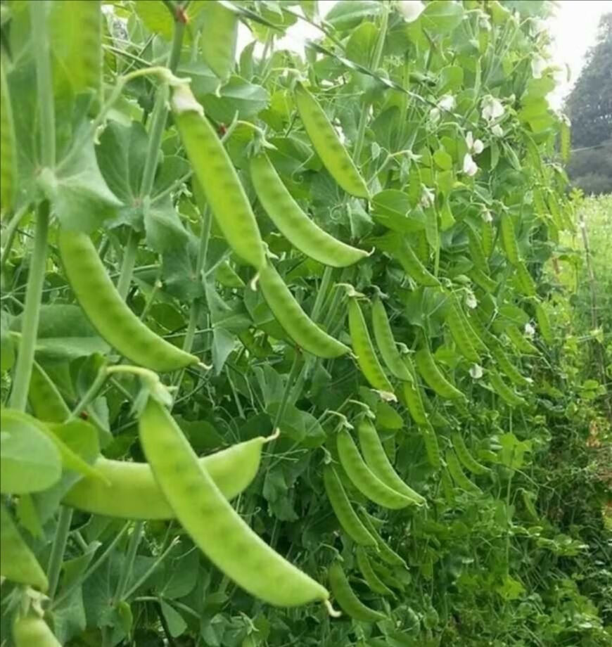 云南高山荷兰豆荚豆扁豆小荷兰豆 蔬菜基地现采直发 2斤