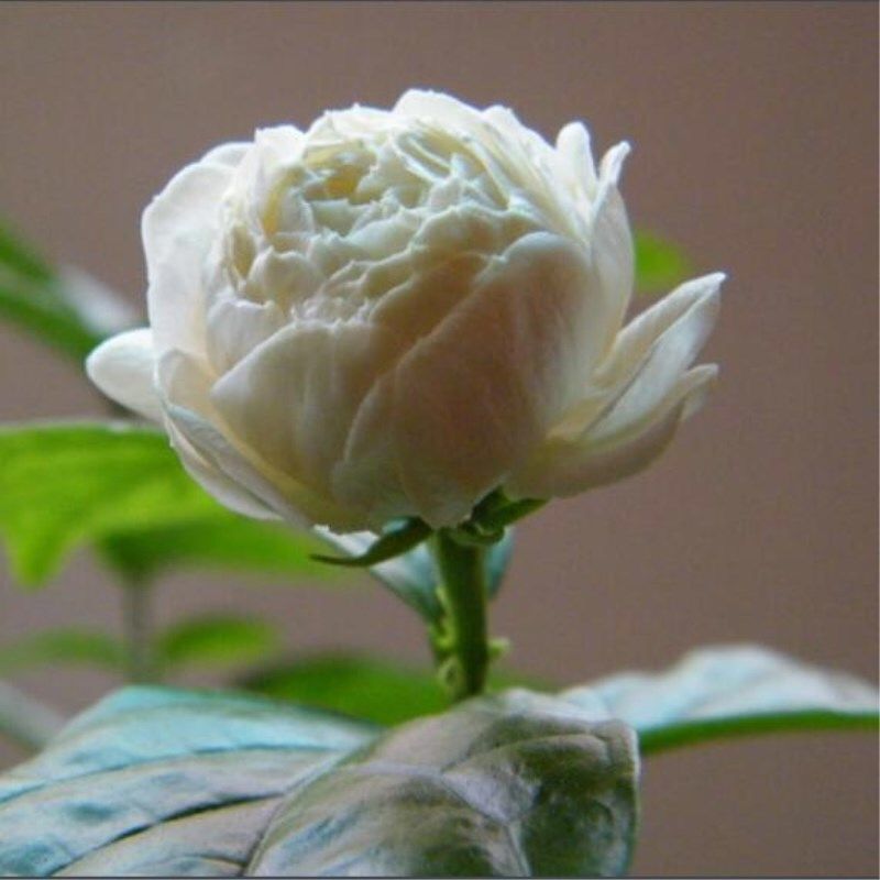 澜墨茉莉老桩矮菊花王盆栽花苗香水重瓣笔尖茉莉花双色浓f5重瓣茉莉5