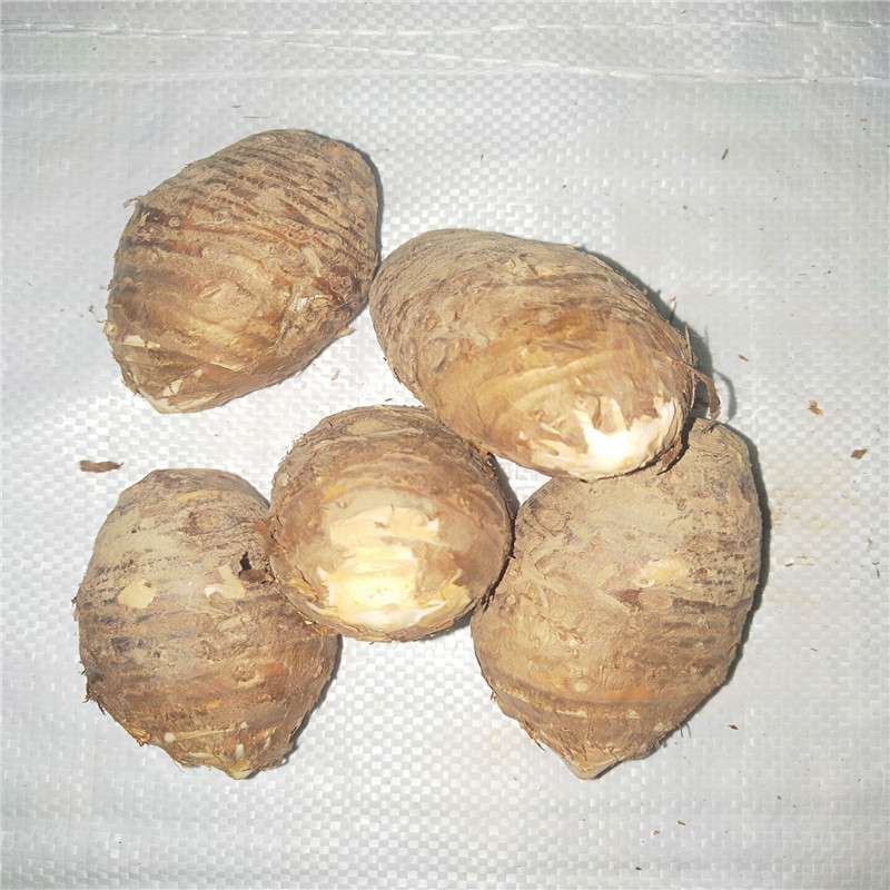 丁独豆独角连莲丁独豆独角连莲千天花干货无硫中药材