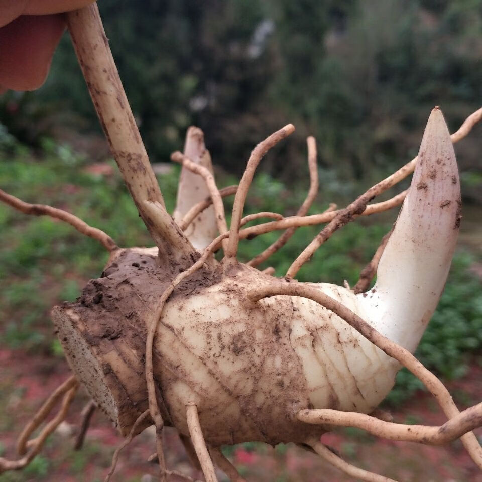 德资新鲜野生黄精苗多花型黄精苗姜形黄精苗甜黄精嫩芽根苗跟块 2斤装