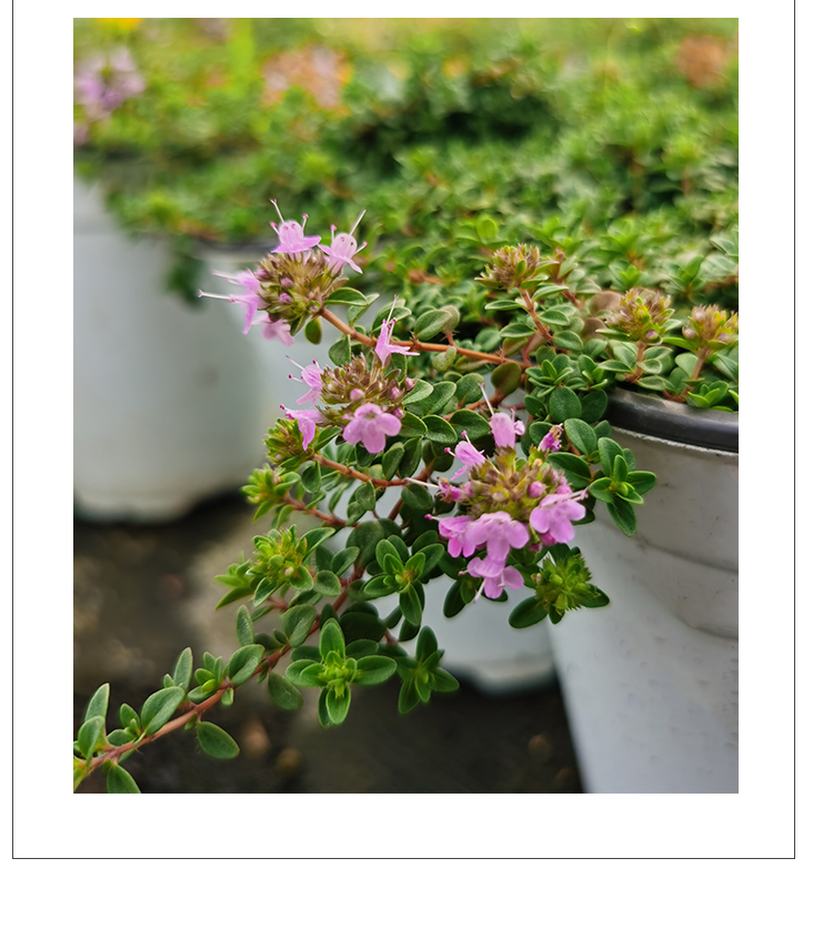 百里香金边柠檬桃花杰克法国英国匍匐阔叶山谷晨光香草斑叶百里香含盆