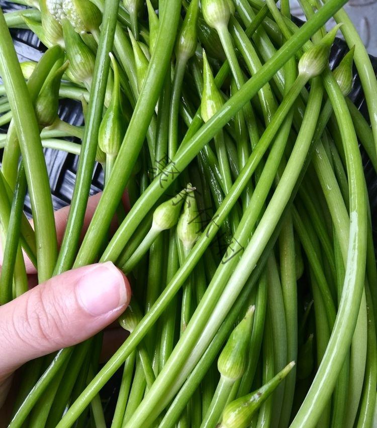 云南苤菜花新鲜蔬菜撇菜花农家自种嫩大韭菜花苤菜苔当天采摘2斤