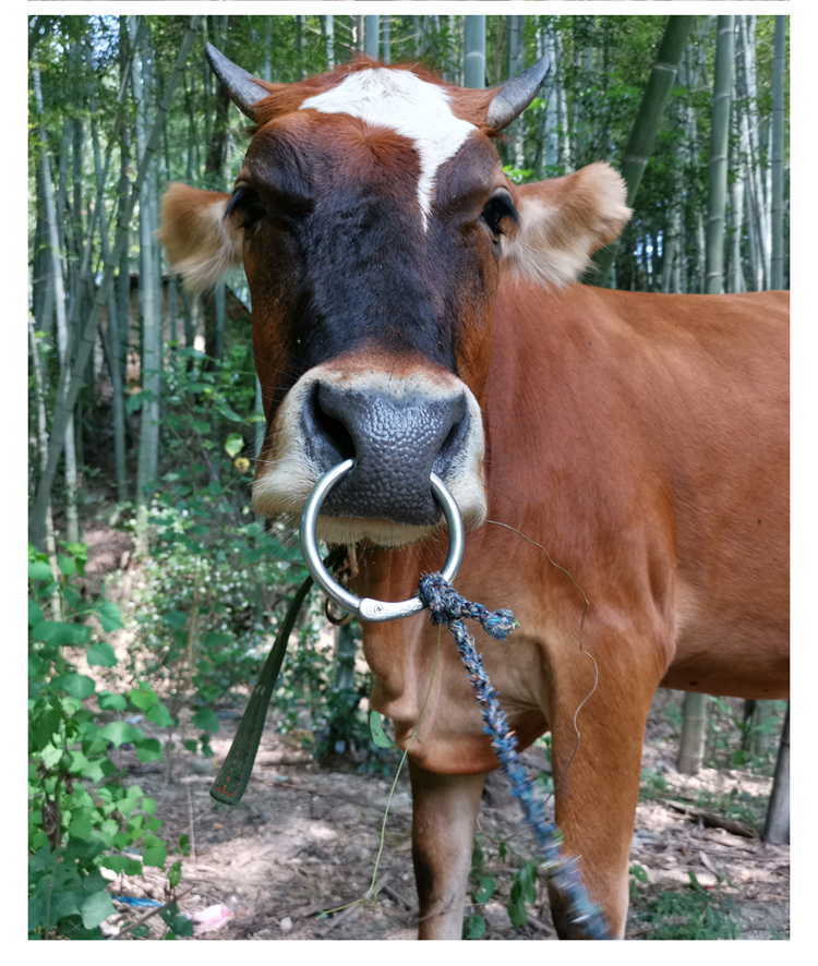 钳刺孔养牛器械牛鼻子牵引扣 不锈钢大号牛鼻环(不能穿鼻孔)【图片