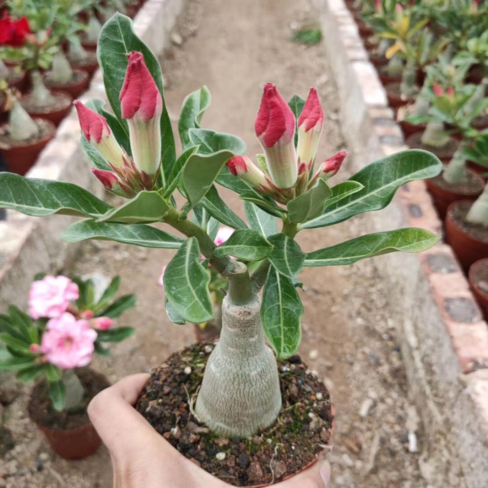 室内美化 重瓣沙漠玫瑰盆栽 多肉植物 嫁接老桩多色花瓣四季开花 黑龙