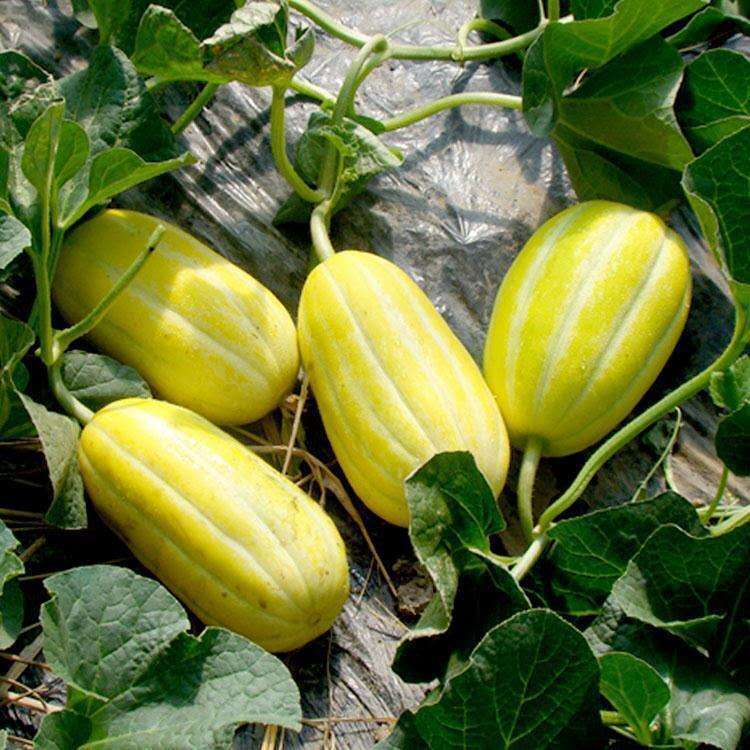 黄金蜜香瓜薄皮甜瓜水果黄金蜜甜瓜246个装整箱生鲜团建送礼2个装单个