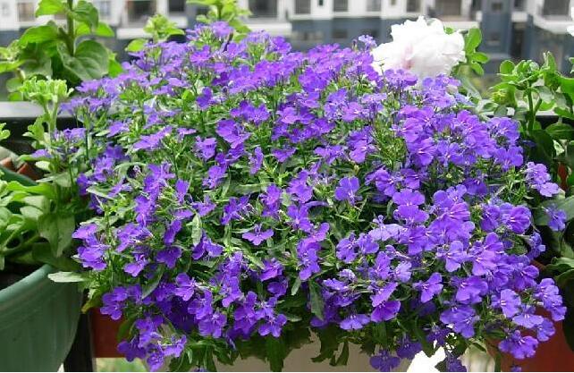 半边莲种子多色六倍利四季春播室内阳台盆栽易种花卉种子六倍利混色