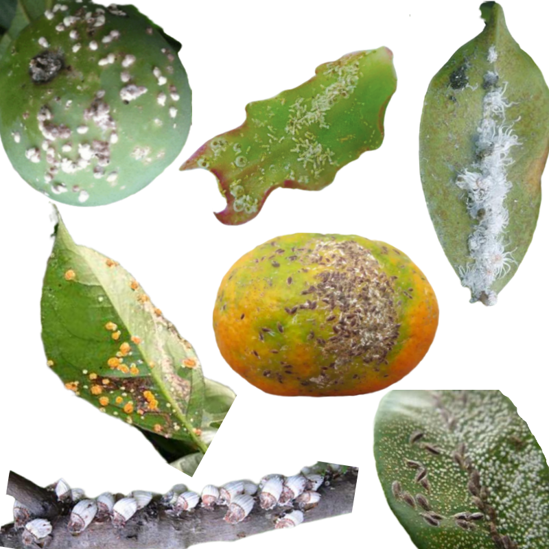 柑橘蚧壳虫药专用蚧必治农药多肉介壳虫专杀花草柿子树紫薇杀虫剂 100