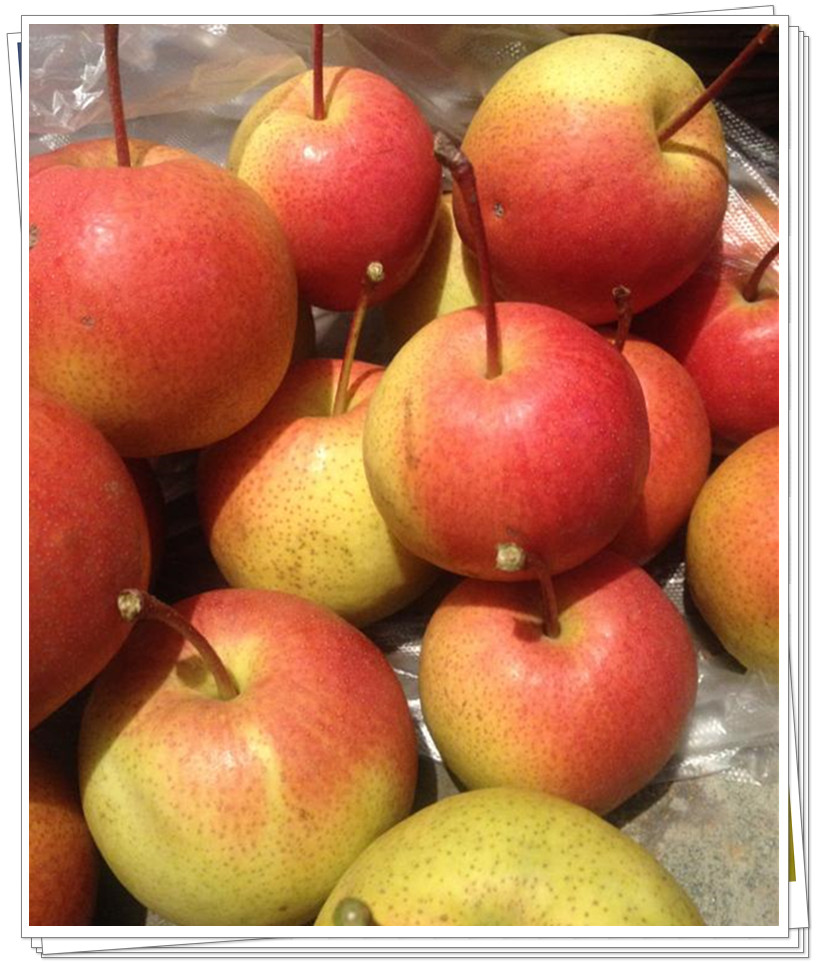 果园直发北京平谷新鲜红肖梨红梨沙梨甜梨水果梨可煮红梨水5斤装当季