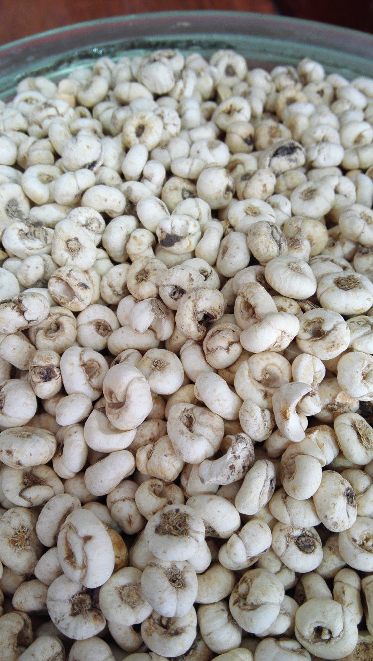 西藏特产贝母尖贝藏贝母西藏藏贝母味苦大颗粒中药材正宗藏贝母250克