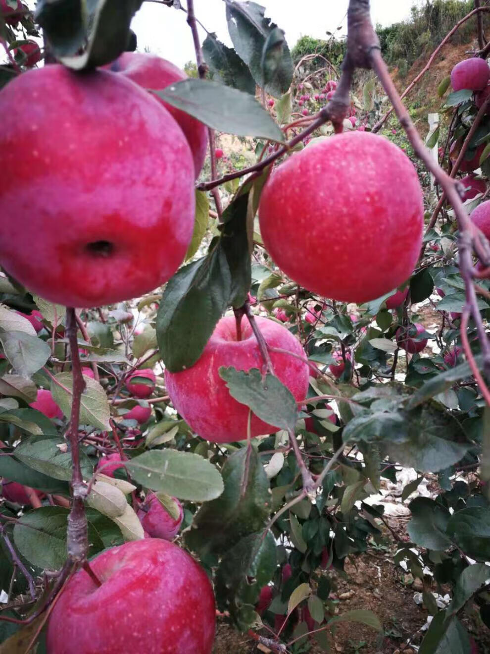 【京鲜速发】新疆阿克苏红肉苹果 红色之爱红心苹果当季新鲜稀有不