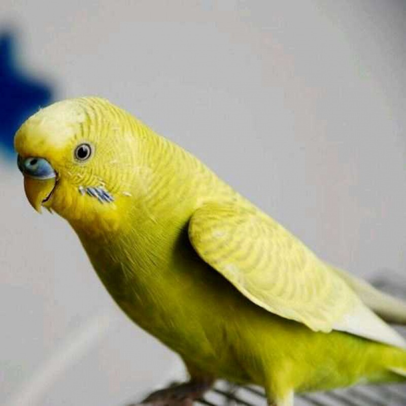 黄色虎皮一只【包教说话】【图片 价格 品牌 报价】-京东