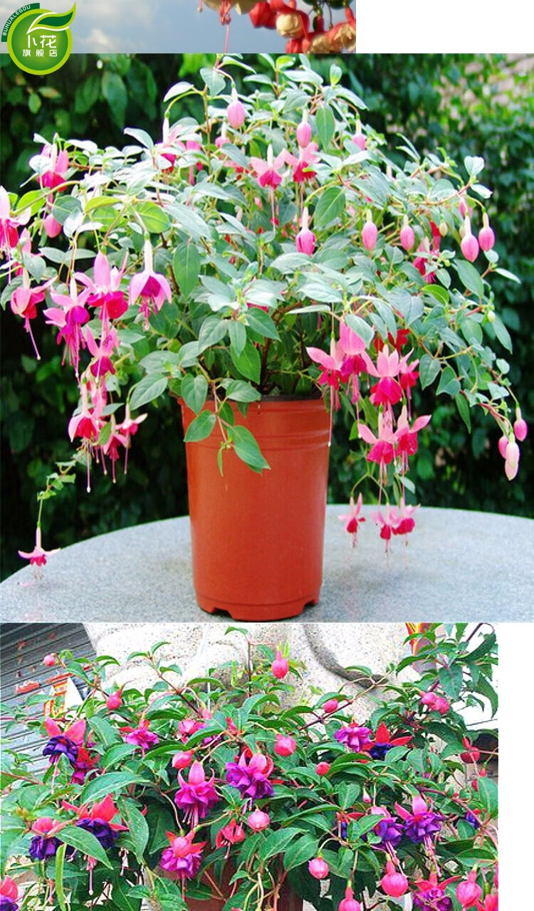 汉柠倒挂金钟花苗盆栽灯笼花盆栽花卉观花植物带花四季开花发货小苗紫
