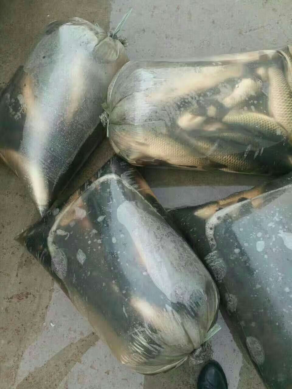 水产平口塑料袋装活鱼的袋子海鲜氧气打包袋运输装鱼充氧袋 45*95*50