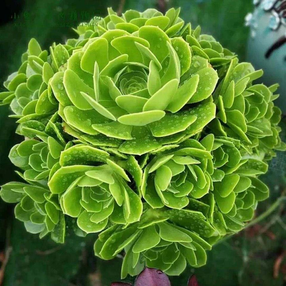 多肉魔法师魔法师多肉套餐系列黑法师盆栽大盆老桩植物新款爆盆精品