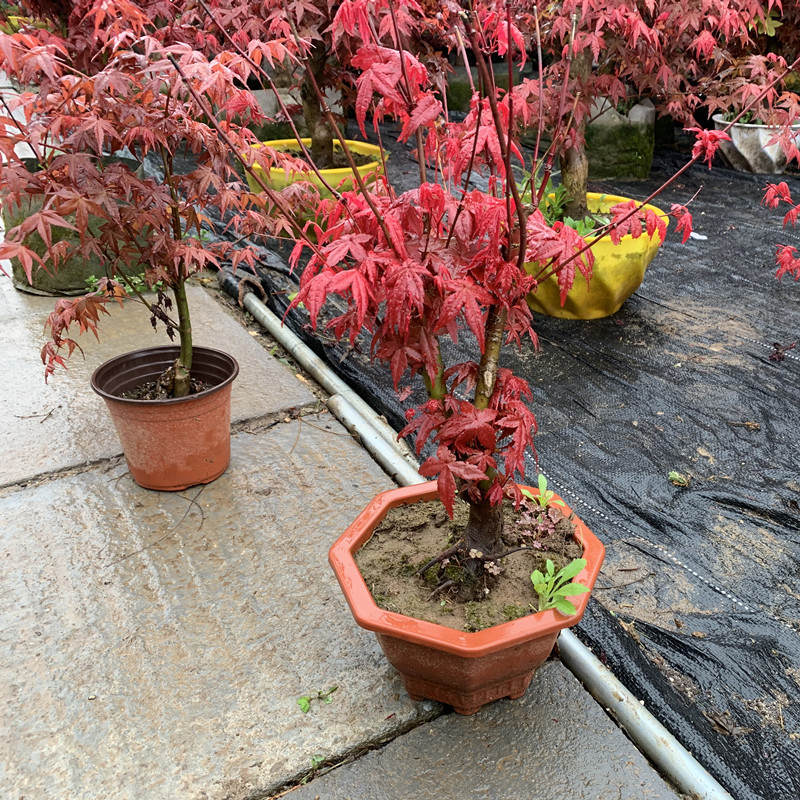 日本红枫盆景四季好养活室内桌面盆栽老桩耐寒观叶植物红舞姬树苗红
