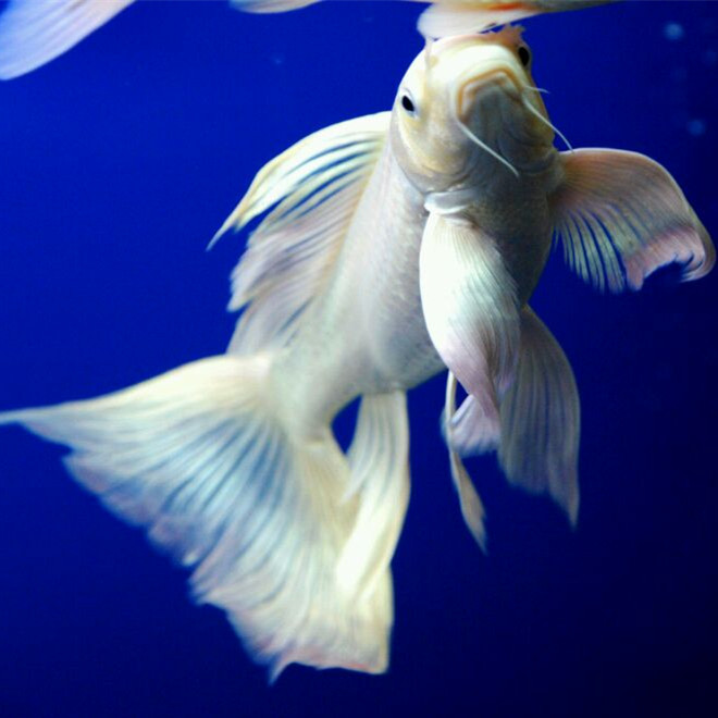 鱼苗活体白金冷水观赏鱼苗短身龙凤长尾锦鲤纯种球形 进口蝴蝶鲤17