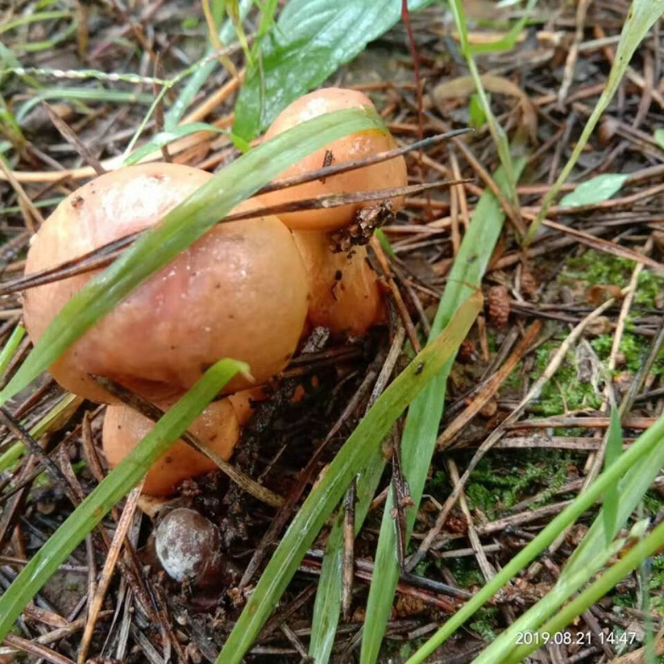 赣香婆 东北特产红松伞蘑菇红蘑松鼠伞干货松蘑菇小鸡炖蘑菇自然晒干