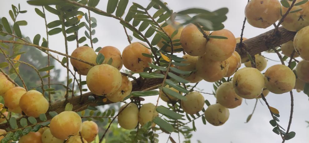 新鲜采摘油柑油甘果余甘果牛甘果滇橄榄果孕妇水果赤皮甜大粒果饮玉油