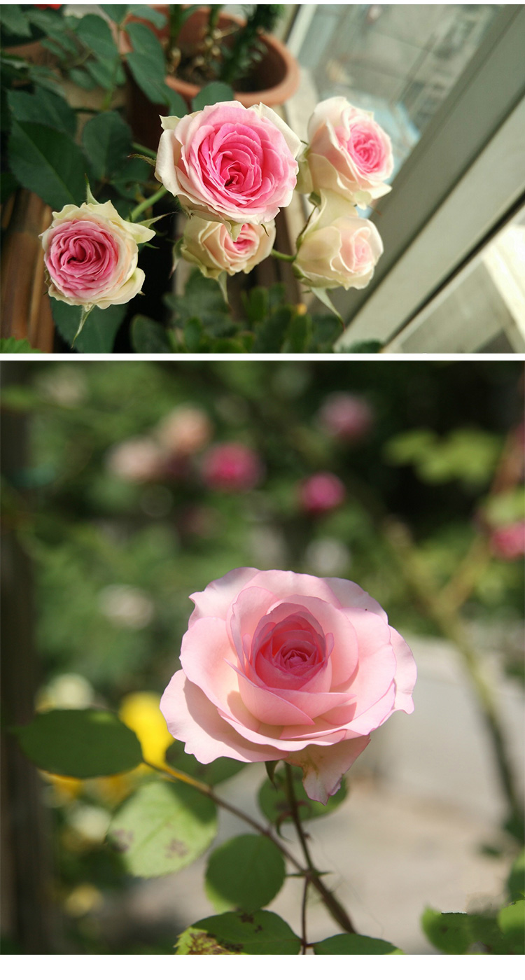 畷园 藤本月季花苗 四藤本伊甸园 阳台庭院爬藤垂吊玫瑰花盆栽藤小伊