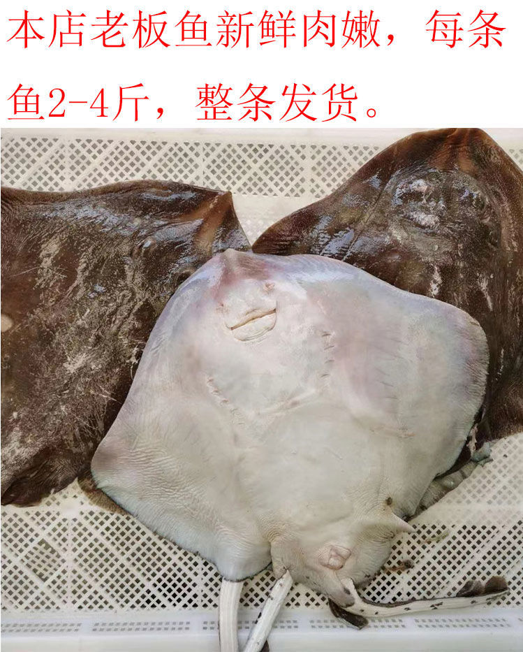 老板鱼新鲜海鱼鲽鱼鳐鱼软骨深海劳子鱼劳板鱼烟台水产新鲜冷冻4斤一