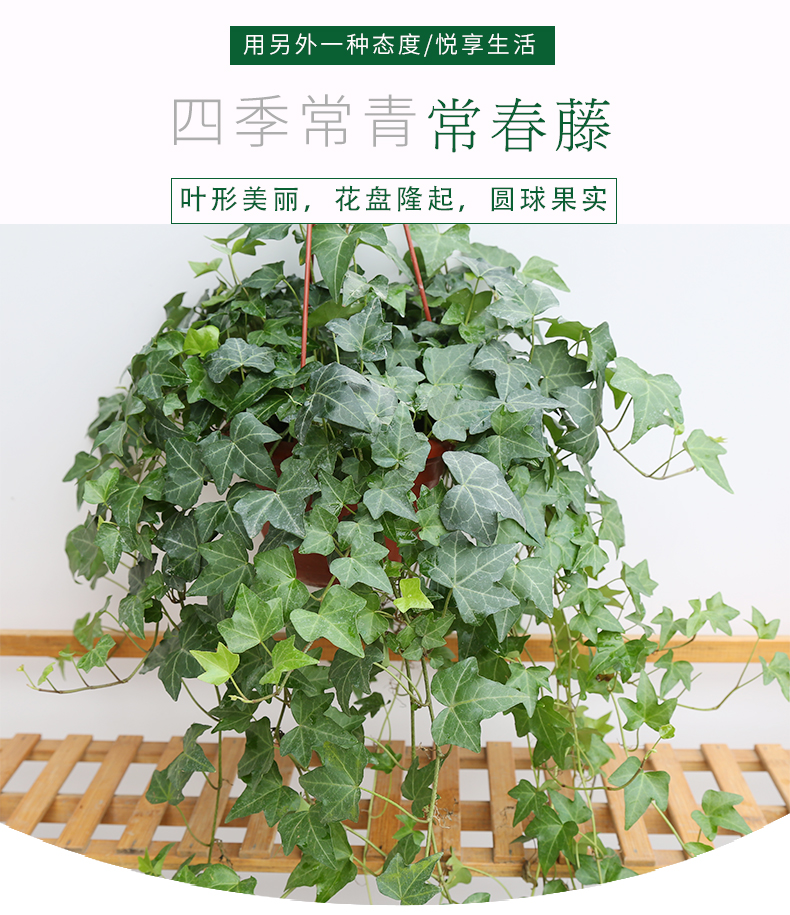 常春藤盆栽好养植物室内垂吊兰长春藤水培爬藤挂常青藤绿植165盆2盆藤