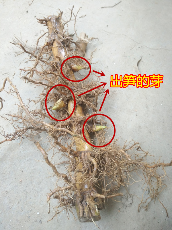 纳邦 大型楠竹苗巨龙竹竹苗食用竹笋大毛竹苗竹子苗根竹鞭苗地栽苗